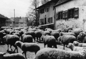 k-GM430-04 LChrStr u Schafe ca 1928-29